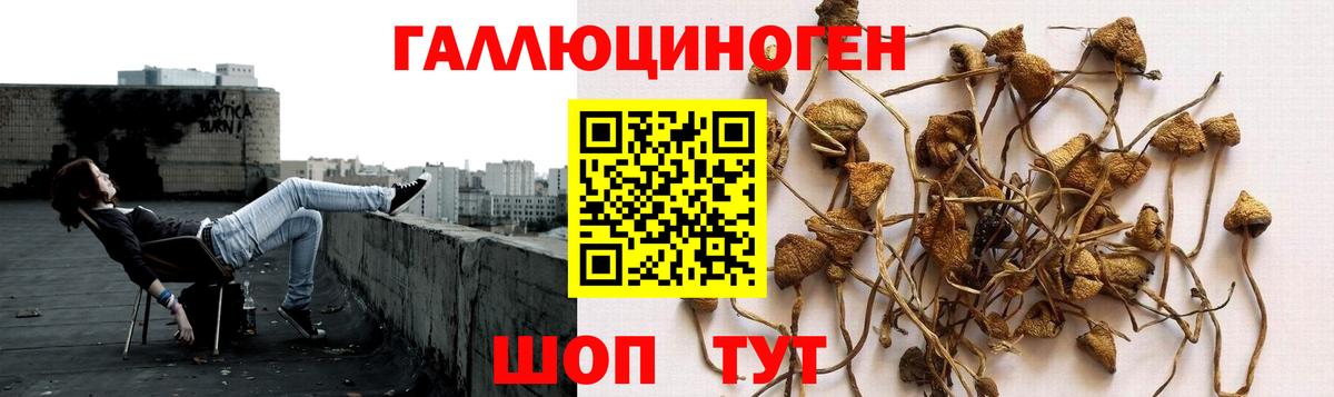 Саратов  Псилоцибиновые грибы мухоморы  Вход с VPN 